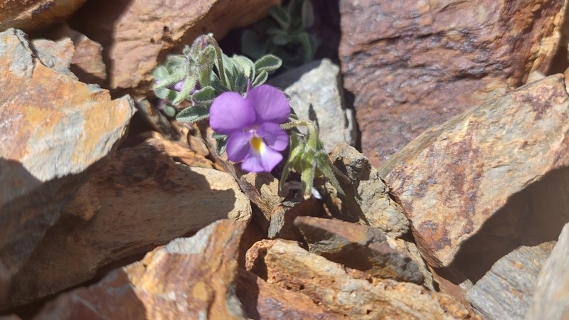 Viola diversifolia photo 2