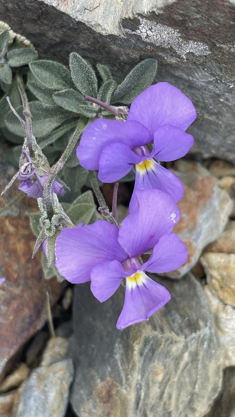 Viola diversifolia photo 3