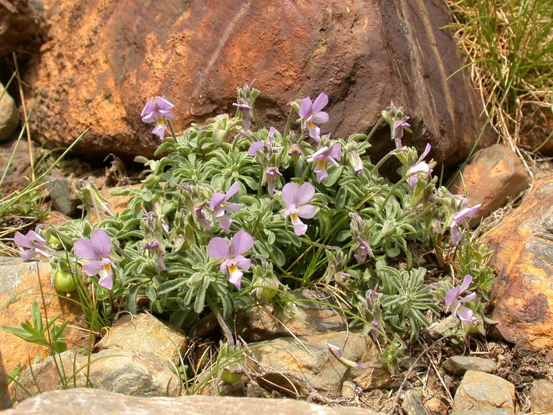 Viola diversifolia photo 4