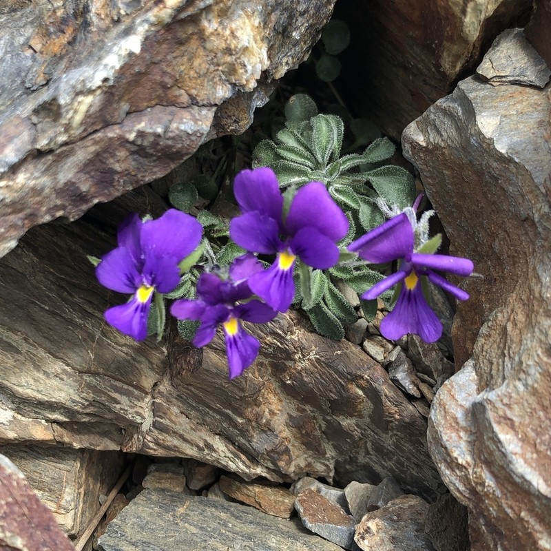 Viola diversifolia photo 5
