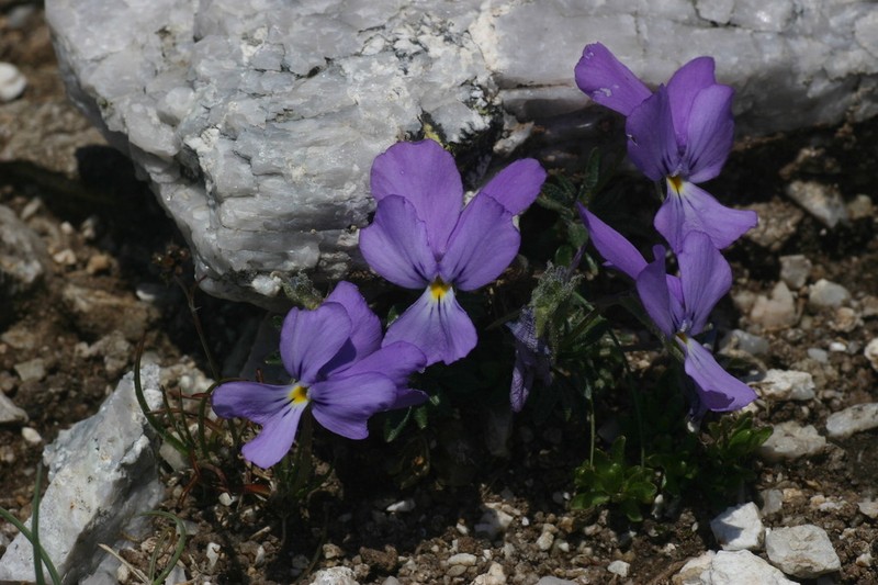 Viola diversifolia photo 6