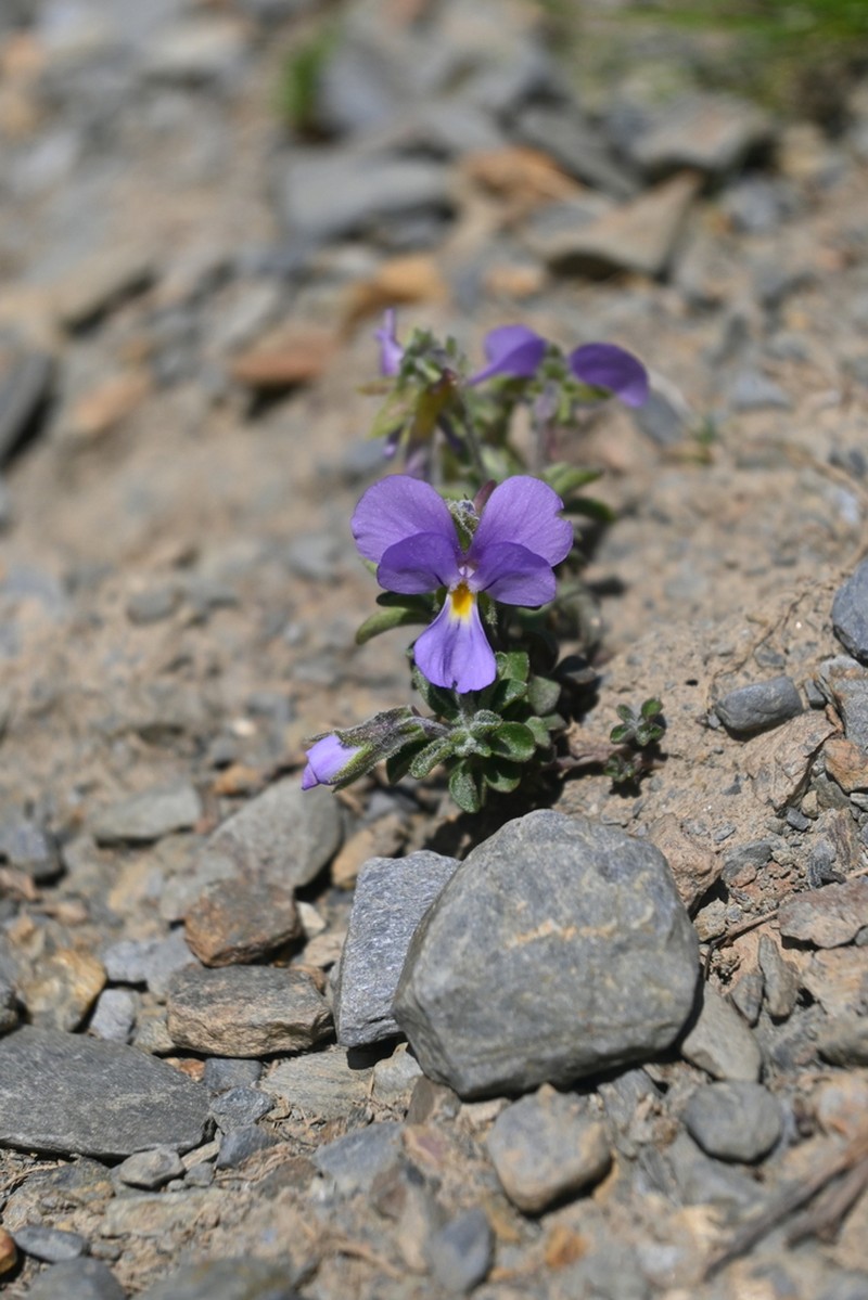 Viola diversifolia photo 7