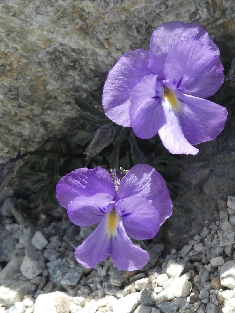 Viola diversifolia photo 8