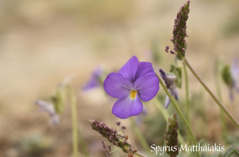 Viola doerfleri