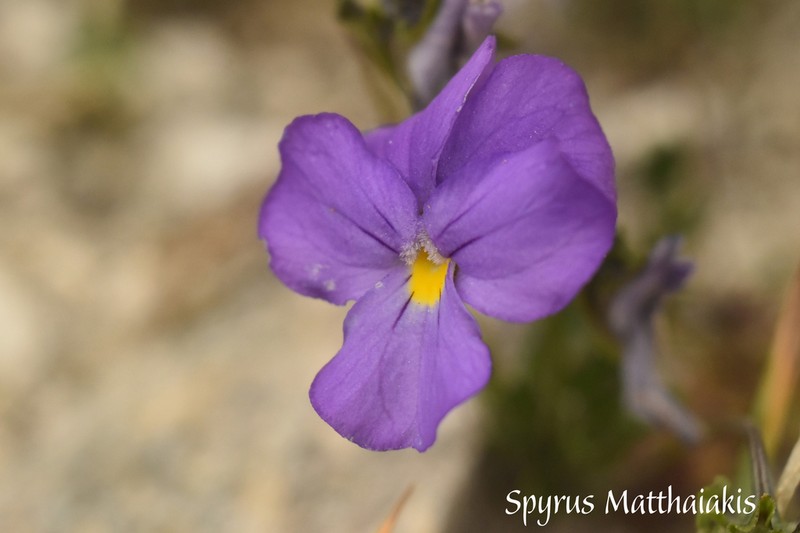Viola doerfleri photo 2