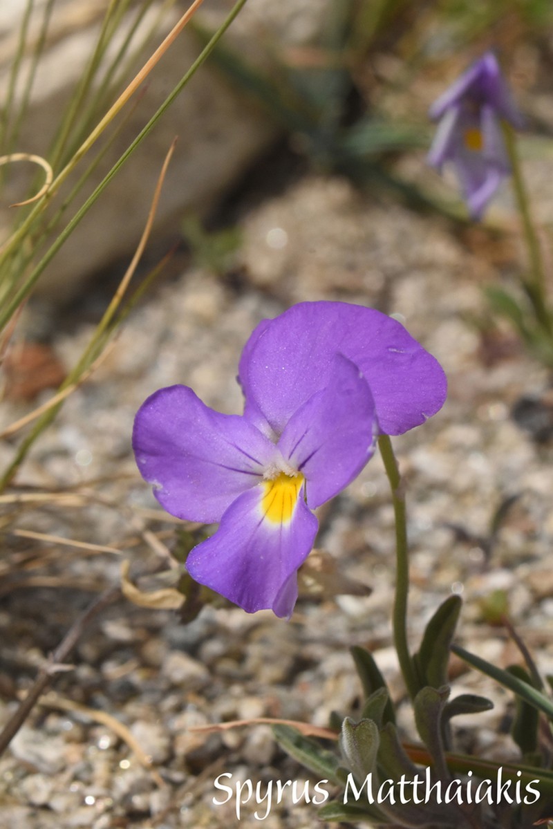 Viola doerfleri photo 3
