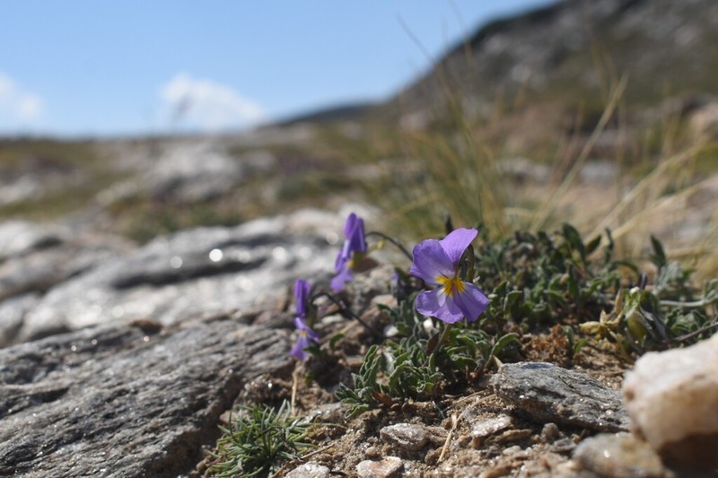 Viola doerfleri photo 4