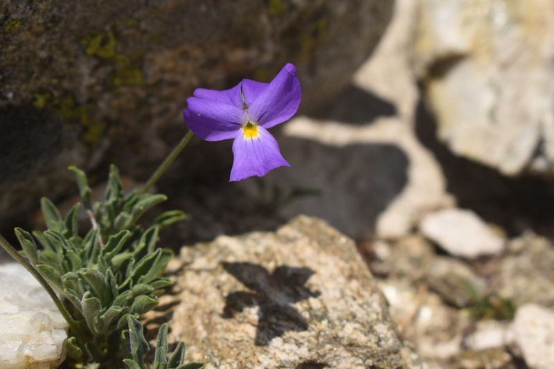 Viola doerfleri photo 5