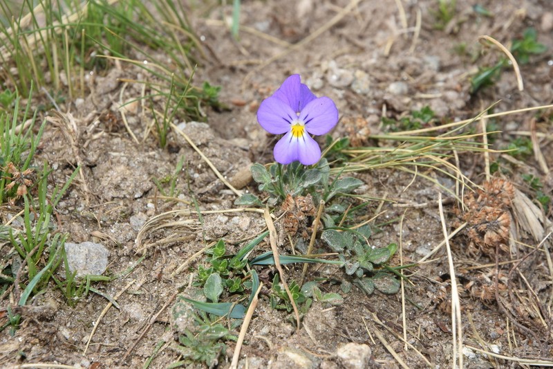 Viola doerfleri photo 6
