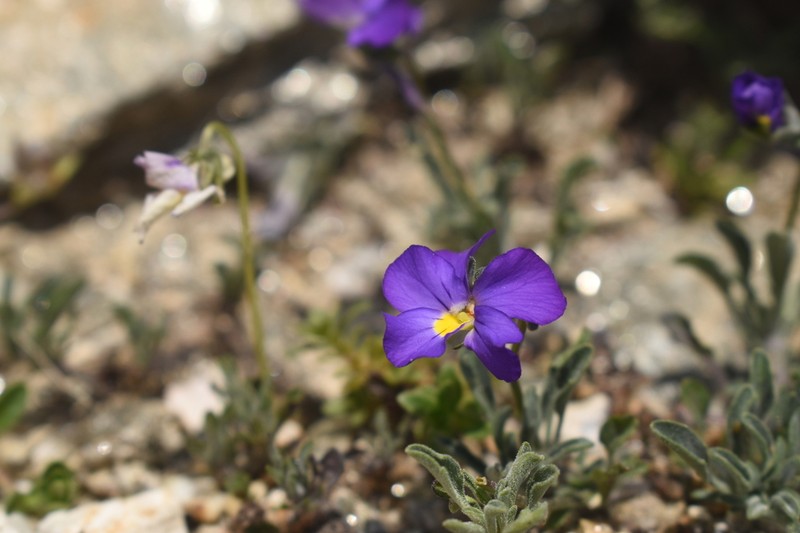 Viola doerfleri photo 7