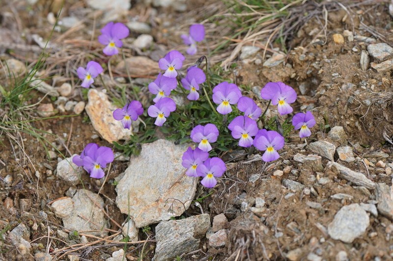 Viola doerfleri photo 8