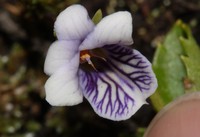 Viola dombeyana