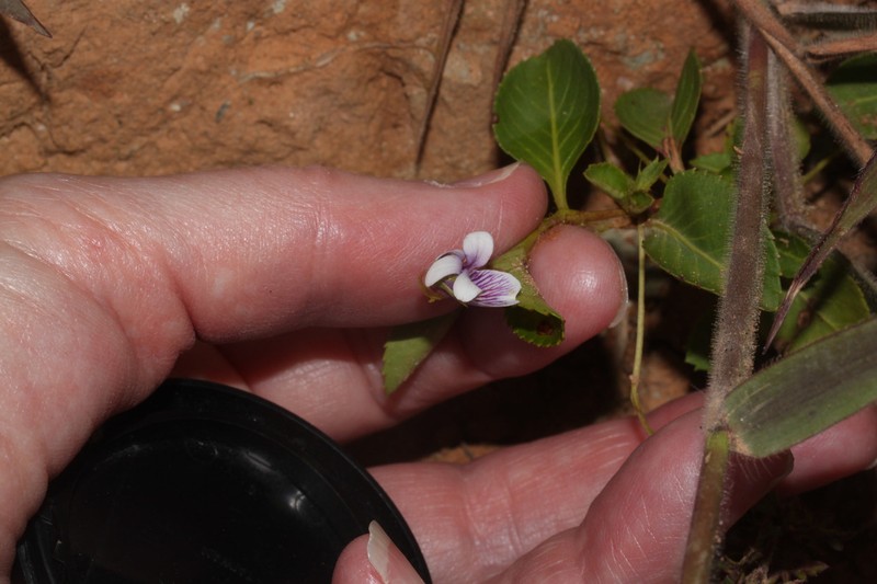 Viola dombeyana photo 2