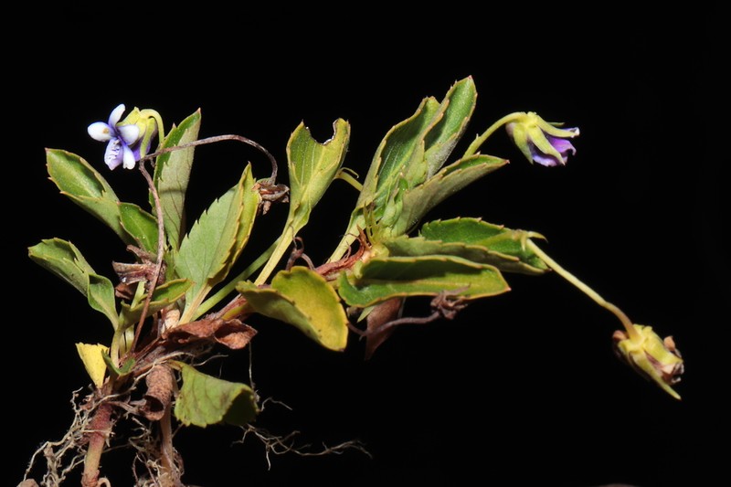Viola dombeyana photo 3
