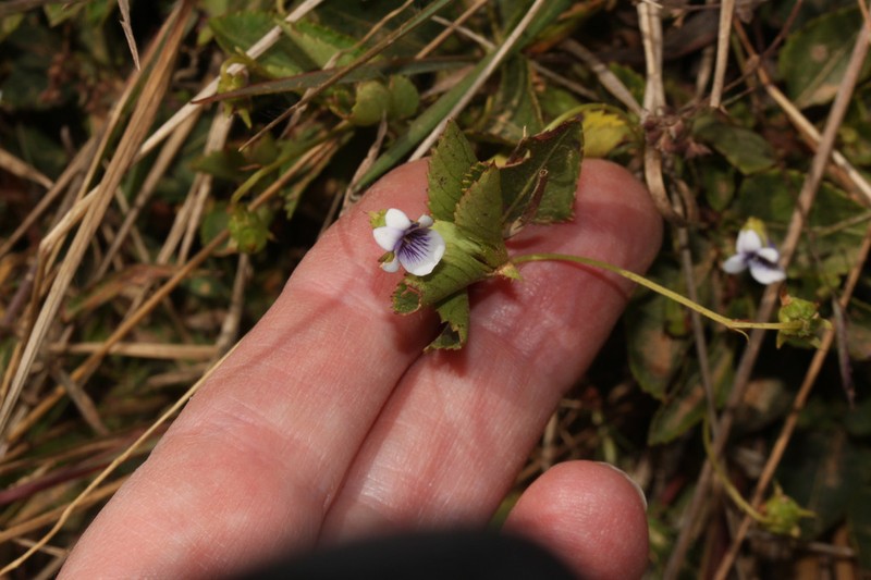 Viola dombeyana photo 4