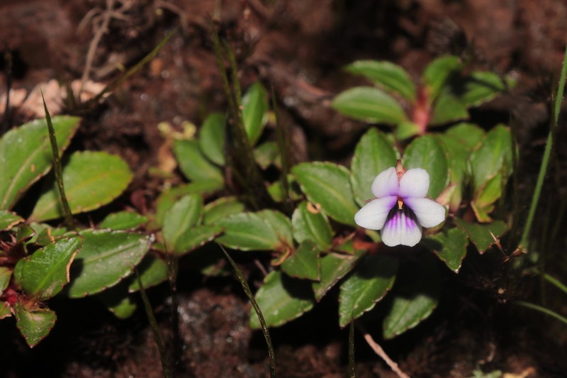 Viola dombeyana photo 5