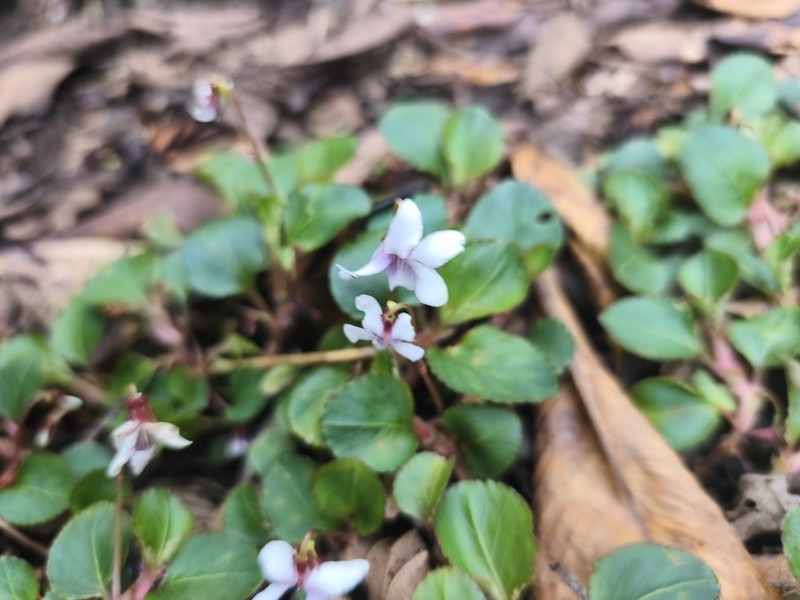 Viola dombeyana photo 6