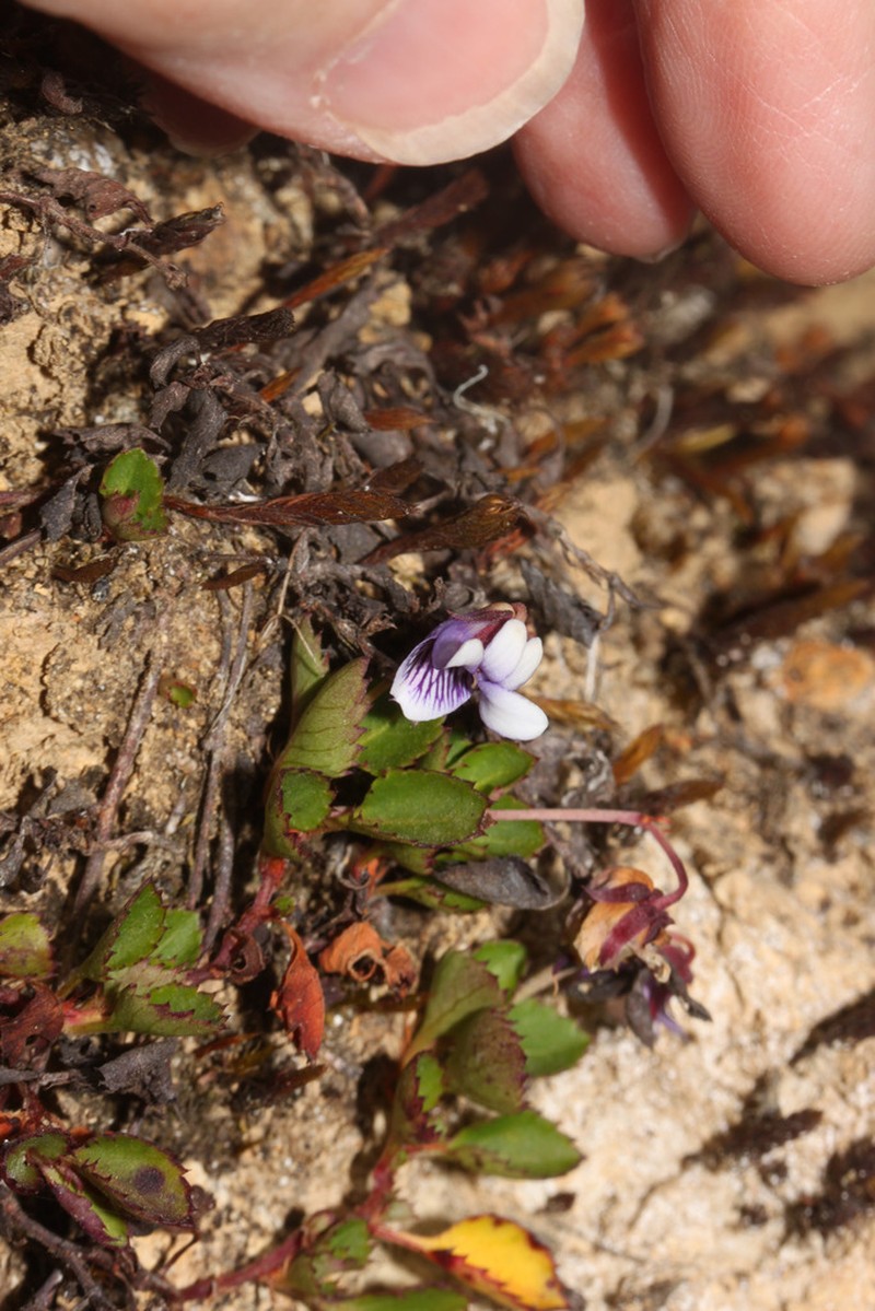 Viola dombeyana photo 7