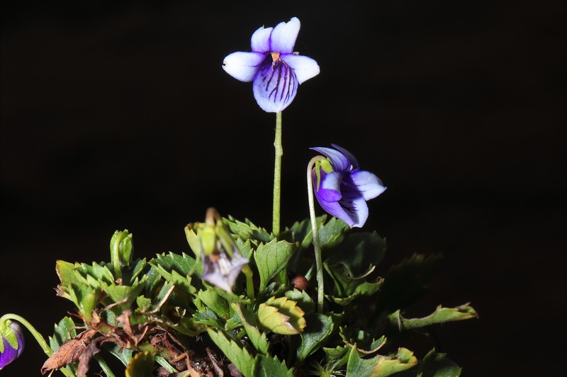 Viola dombeyana photo 8