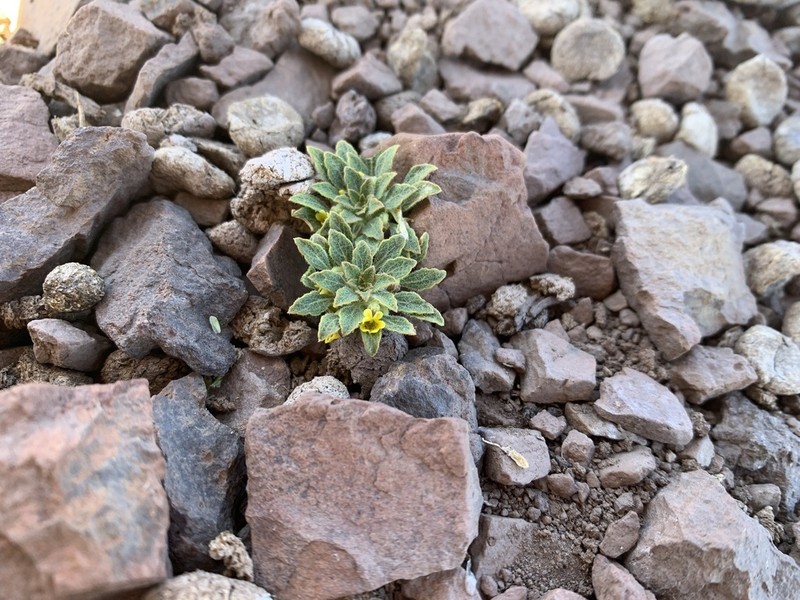 Viola domeikoana