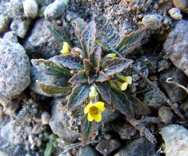 Viola domeikoana photo 2