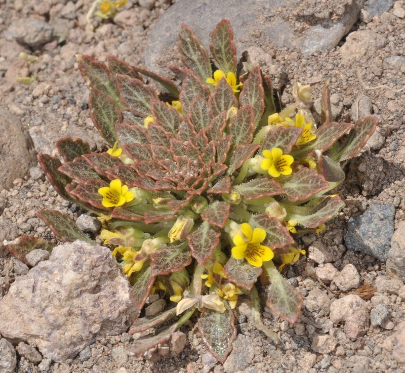 Viola domeikoana photo 3