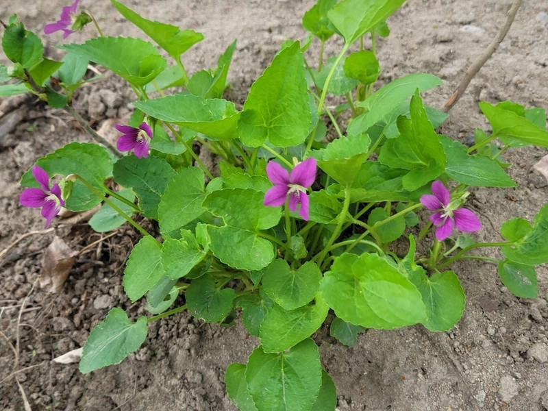 Viola domestica