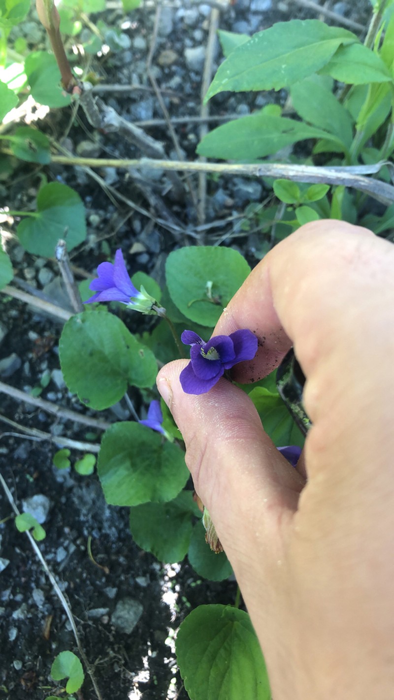 Viola domestica photo 3