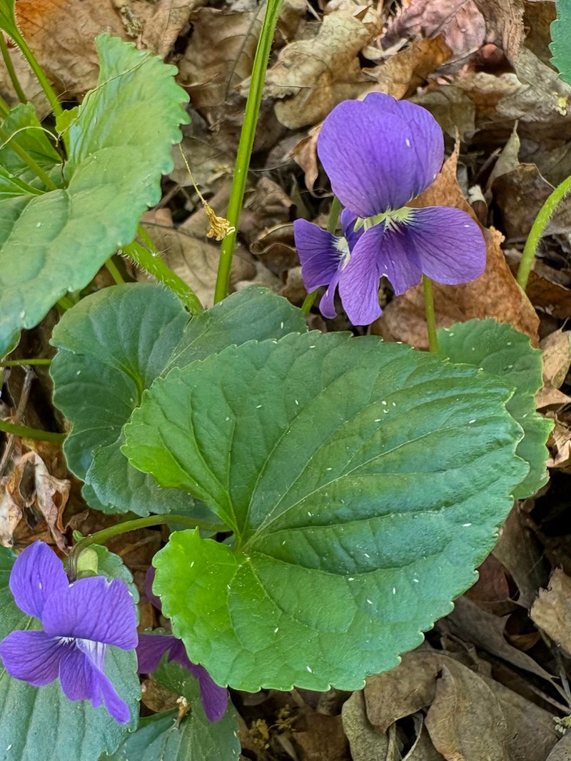 Viola domestica photo 4