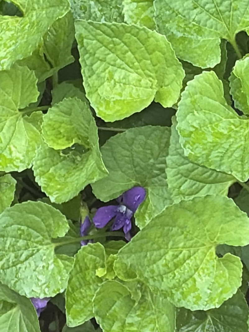 Viola domestica photo 5