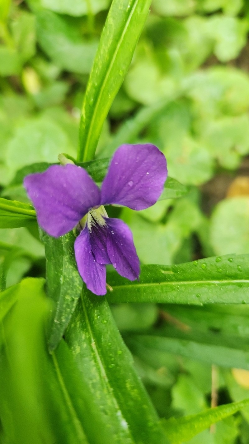 Viola domestica photo 6
