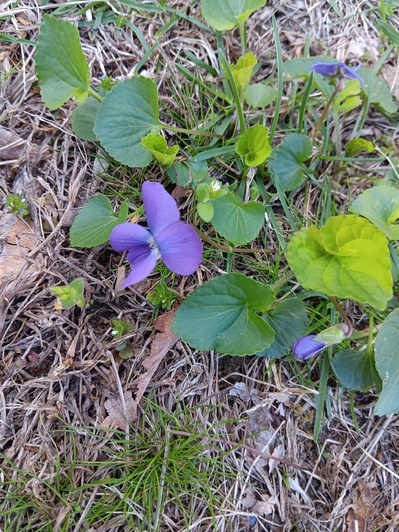 Viola domestica photo 7