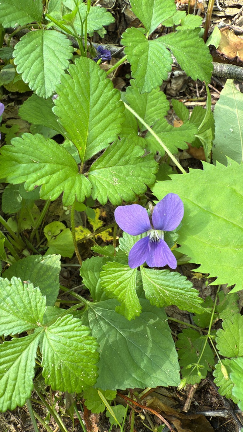 Viola domestica photo 8