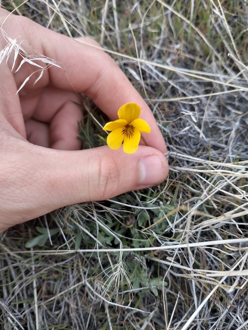 Douglas' Golden Violet photo 2