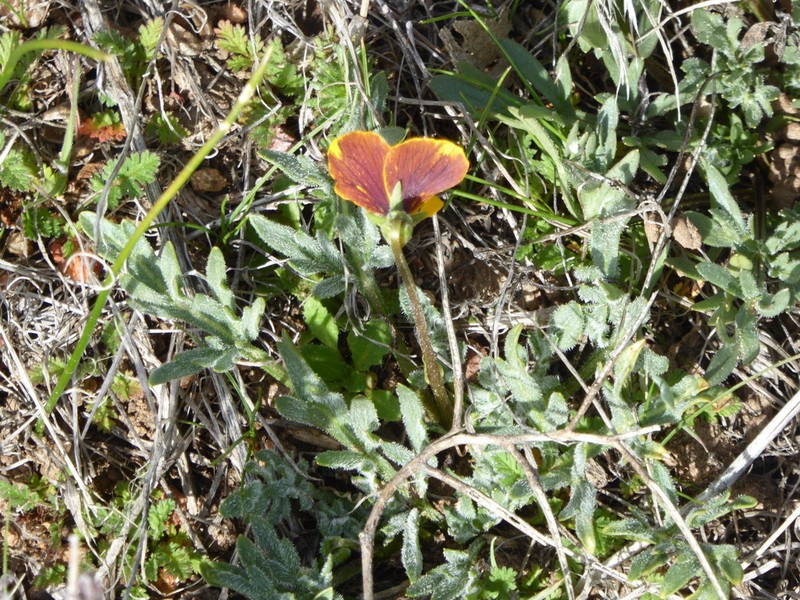 Douglas' Golden Violet photo 3