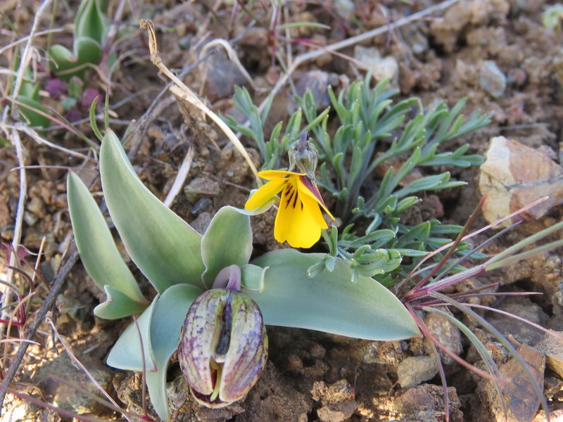 Douglas' Golden Violet photo 4