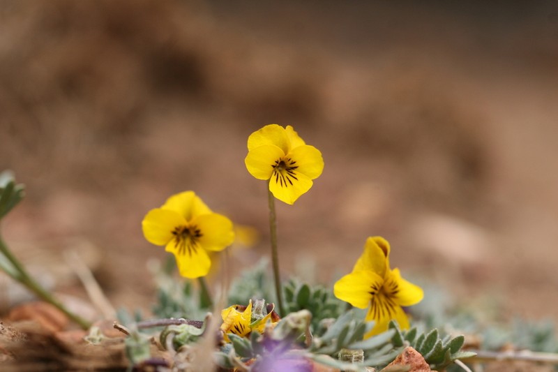 Douglas' Golden Violet photo 5