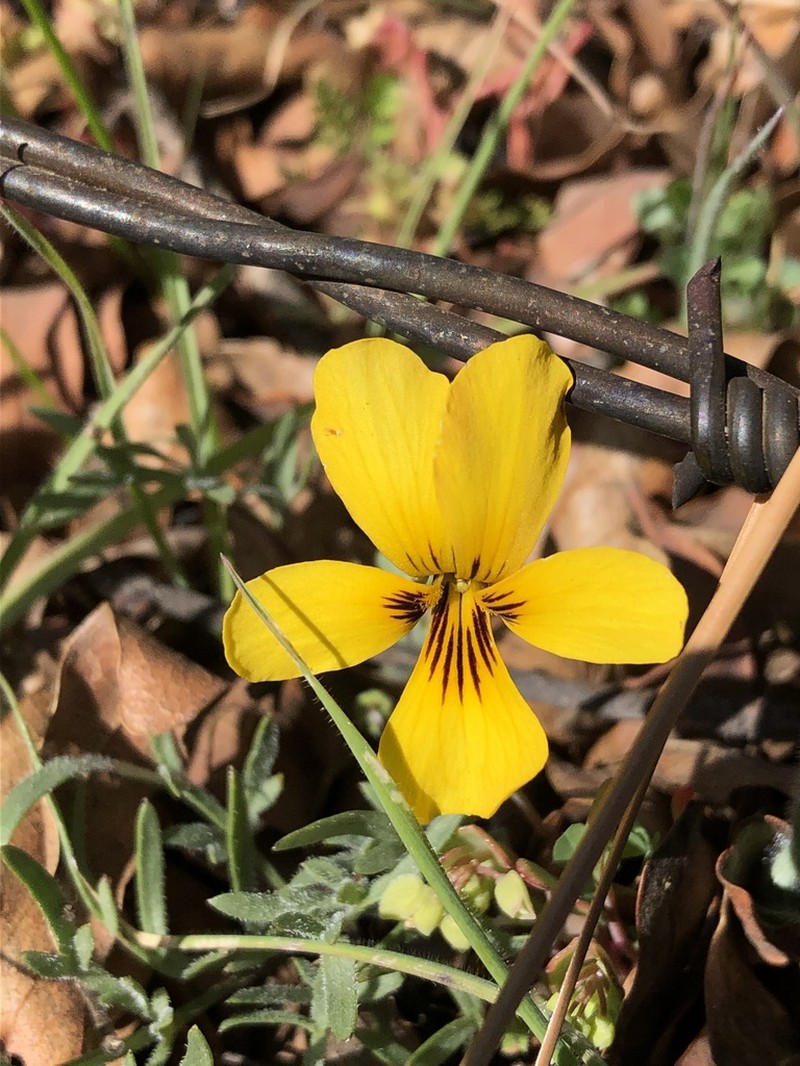 Douglas' Golden Violet photo 6