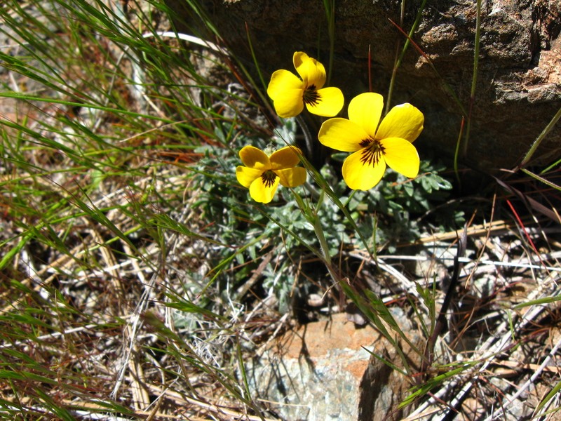 Douglas' Golden Violet photo 7
