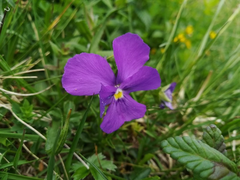 Viola dubyana