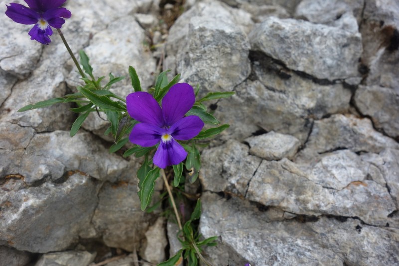 Viola dubyana photo 2