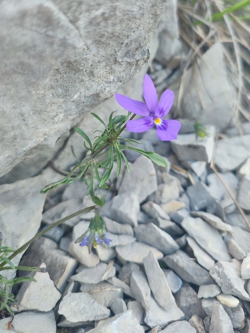 Viola dubyana photo 4