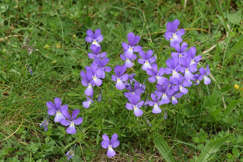 Viola dubyana photo 5