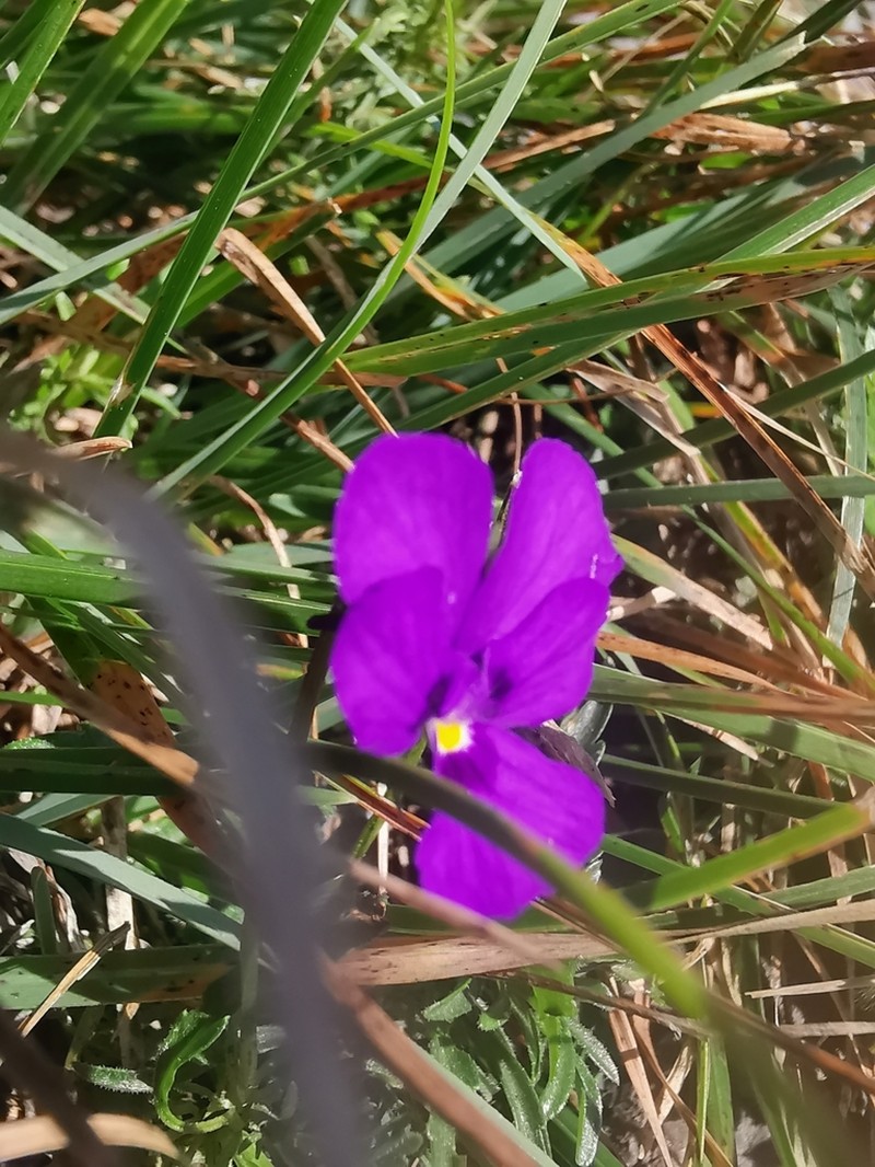 Viola dubyana photo 6