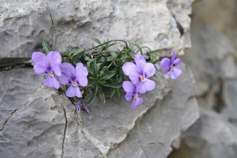 Viola dubyana photo 7