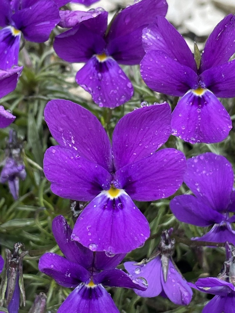 Viola dubyana photo 8