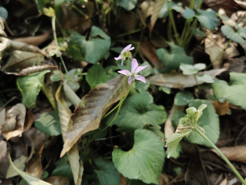 Viola duclouxii