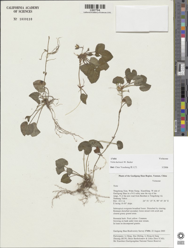 Viola duclouxii photo 2