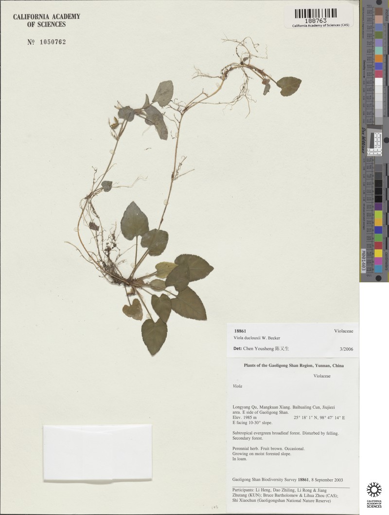 Viola duclouxii photo 3