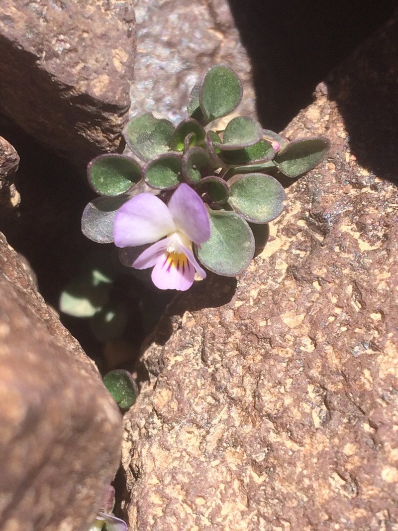Viola dyris